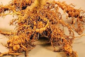 uploads/images/pest/marigold nematodes.jpg